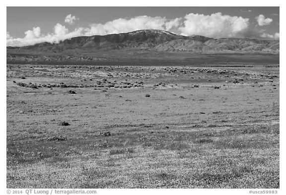 Dense patches of goldfieds and California poppies. Antelope Valley, California, USA (black and white)