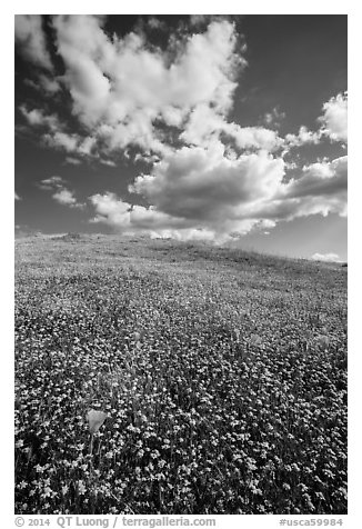 Hill with goldfield flowers and a few poppies. Antelope Valley, California, USA (black and white)