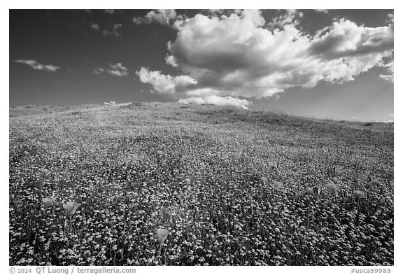 Hill solidly covered with goldfield flowers and a few poppies. Antelope Valley, California, USA (black and white)