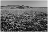 Field of closed poppies near sunset. Antelope Valley, California, USA ( black and white)