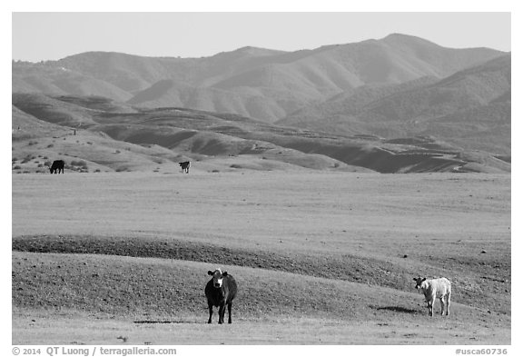 Cattle and Temblor Range. California, USA (black and white)