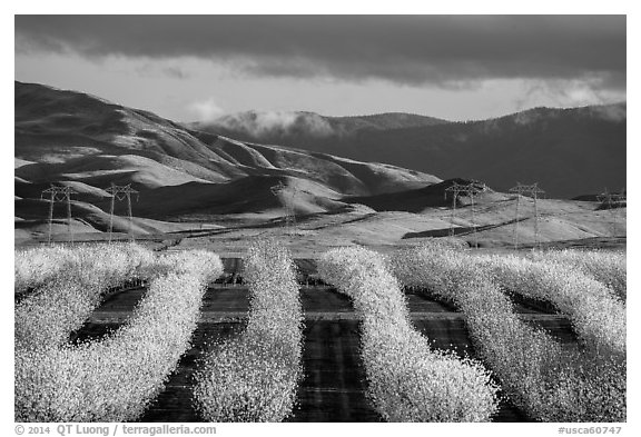 Rows of nut trees in bloom and verdant hills. California, USA (black and white)
