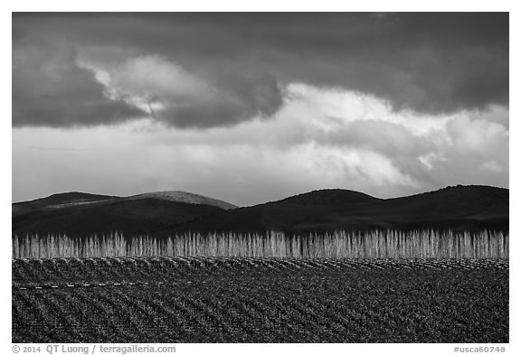 Field, bare trees, hills, and clouds. California, USA (black and white)
