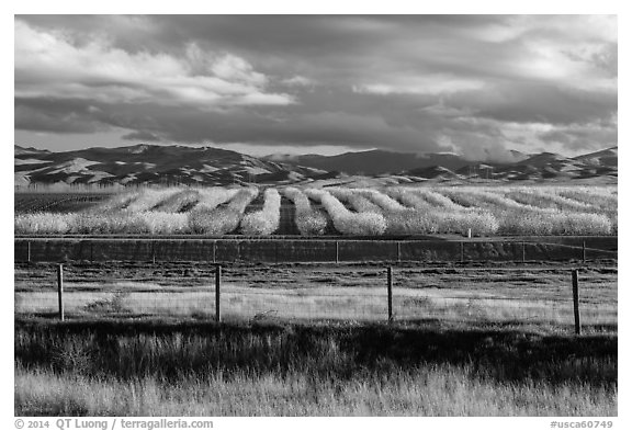 Agricultural lands in the spring. California, USA (black and white)