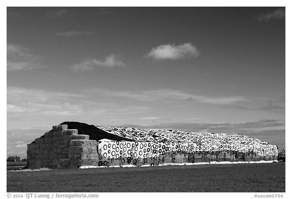 Hay covered by tarp weighted by tires. California, USA (black and white)