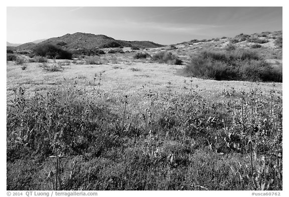 Spring wildflowers on hills. Carrizo Plain National Monument, California, USA (black and white)