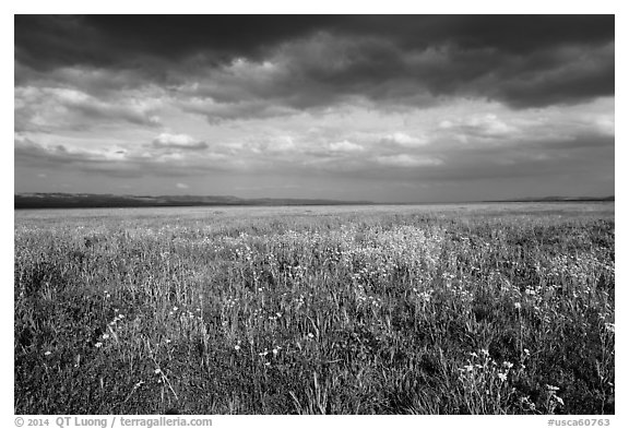 Grassland with wildflowers and storm clouds. Carrizo Plain National Monument, California, USA (black and white)