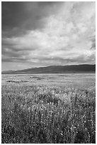 Wildflowers in meadow and Temblor Range. Carrizo Plain National Monument, California, USA ( black and white)