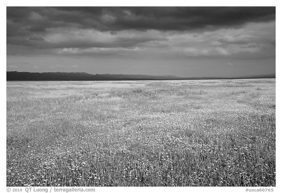Grassland in bloom under dark sky. Carrizo Plain National Monument, California, USA (black and white)