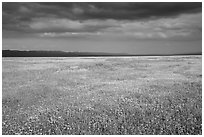 Grassland in bloom under dark sky. Carrizo Plain National Monument, California, USA ( black and white)