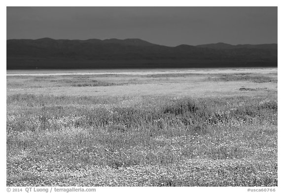 Wildflowers, Temblor Range and dark sky. Carrizo Plain National Monument, California, USA (black and white)