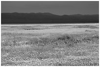 Wildflowers, Temblor Range and dark sky. Carrizo Plain National Monument, California, USA ( black and white)