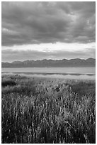 Grasses, Soda Lake with reflections of Temblor Range. Carrizo Plain National Monument, California, USA ( black and white)