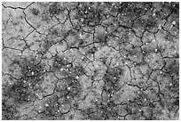 Mud cracks and yellow wildflowers. Carrizo Plain National Monument, California, USA ( black and white)