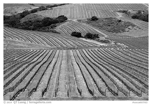 Vineyard. California, USA (black and white)