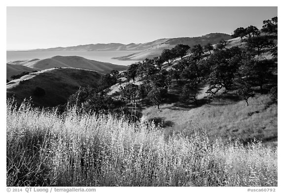 Grasses, oaks, and hills above San Luis Reservoir. California, USA (black and white)