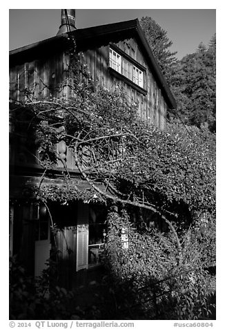 Climbing plants, Big Sur Inn. Big Sur, California, USA (black and white)