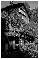 Climbing plants, Big Sur Inn. Big Sur, California, USA ( black and white)