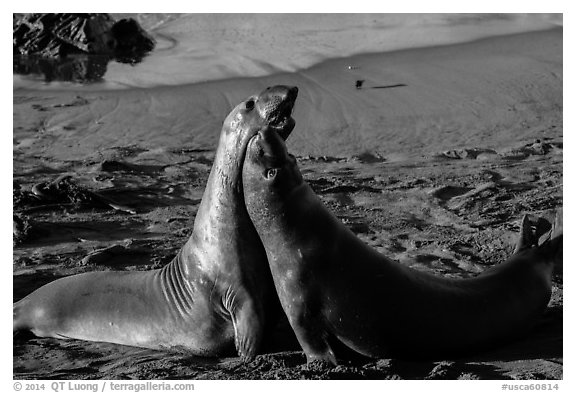 Female elephant seals (Mirounga angustirostris), Piedras Blancas. California, USA (black and white)