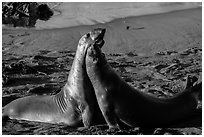 Female elephant seals (Mirounga angustirostris), Piedras Blancas. California, USA ( black and white)