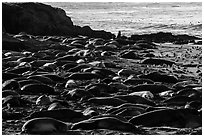 Elephant seal Rookery, Piedras Blancas. California, USA ( black and white)