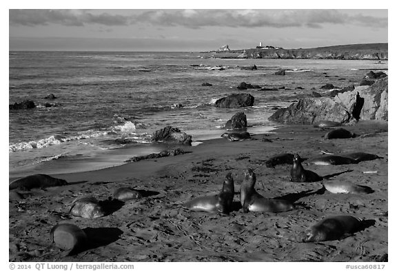 Piedras Blancas seal rookery, Piedras Blancas. California, USA (black and white)