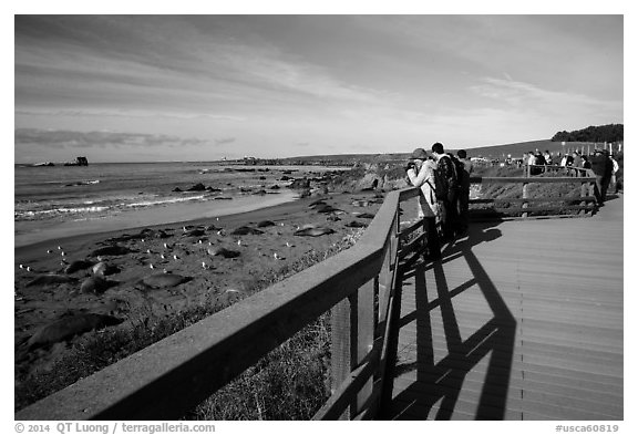 Visitors observe Piedras Blancas seal rookery from boardwalk. California, USA (black and white)