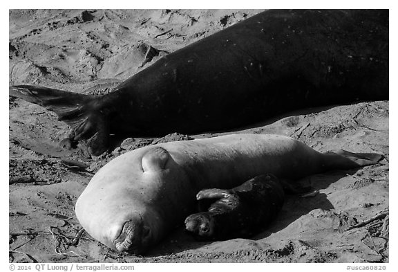 Pup, female, and part of male elephant seal, Piedras Blancas. California, USA (black and white)