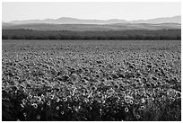Sunflower field and hills. California, USA ( black and white)