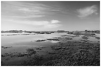 Elkhorn Slough. California, USA ( black and white)