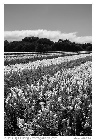 Commercial flower field. Lompoc, California, USA (black and white)