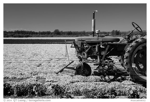 Tractor and flower field. Lompoc, California, USA (black and white)