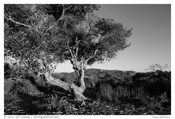 Tree and hills at sunset. California, USA (black and white)