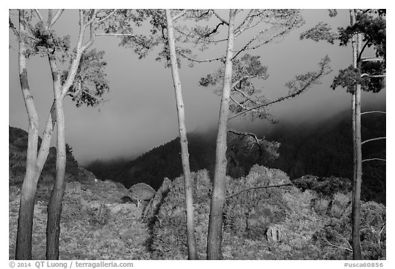 Trees in sunlight and hills in fog, Los Padres National Forest. Big Sur, California, USA (black and white)