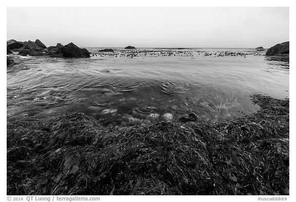 Seaweed and ocean, Jade Cove. Big Sur, California, USA (black and white)