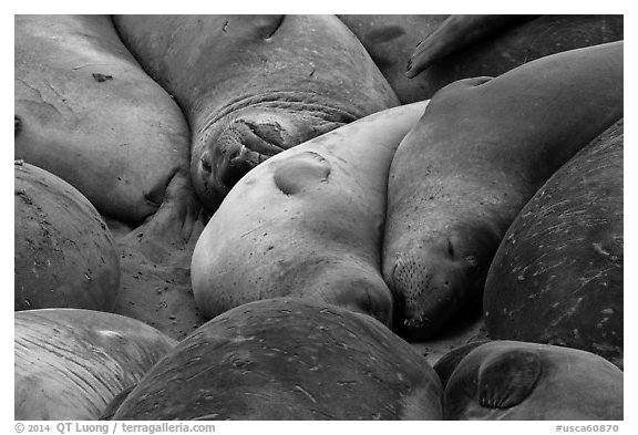 Elephant seals sleeping, Piedras Blancas. California, USA (black and white)