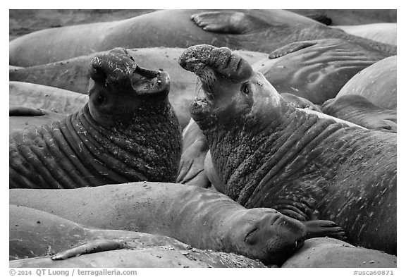 Elephant seals vocalizing, Piedras Blancas. California, USA (black and white)