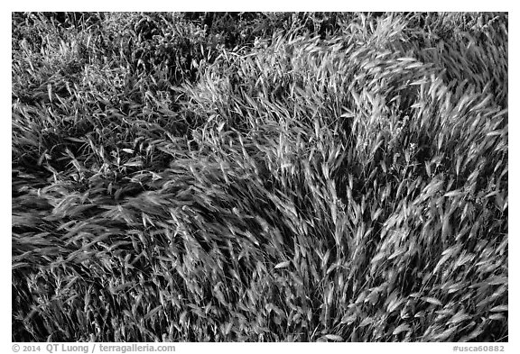 Grasses. Carrizo Plain National Monument, California, USA (black and white)