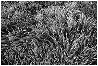 Grasses. Carrizo Plain National Monument, California, USA ( black and white)