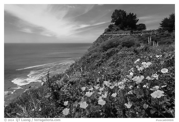 Poppies and motel rooms overlooking Pacific Ocean, Lucia. Big Sur, California, USA (black and white)