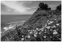 Poppies and motel rooms overlooking Pacific Ocean, Lucia. Big Sur, California, USA ( black and white)