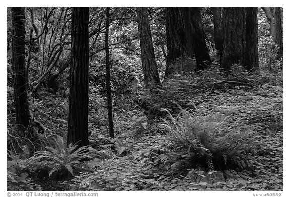 Redwood forest, Limekiln State Park. Big Sur, California, USA (black and white)