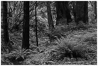 Redwood forest, Limekiln State Park. Big Sur, California, USA ( black and white)