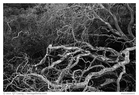 Branches. California, USA (black and white)