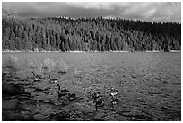 Lakeshore and geese, Jenkinson Lake. California, USA ( black and white)