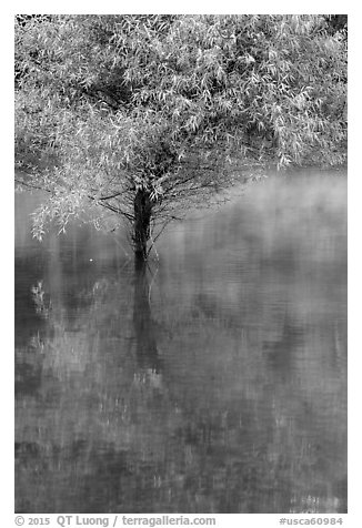 Tree rising out of water, Jenkinson Lake, Pollock Pines. California, USA (black and white)