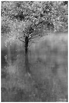 Tree rising out of water, Jenkinson Lake, Pollock Pines. California, USA ( black and white)