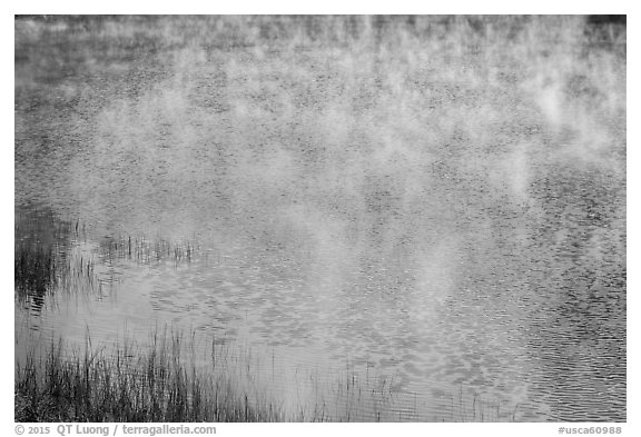 Grasses, mist floating above water, Jenkinson Lake. California, USA (black and white)