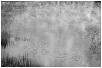 Grasses, mist floating above water, Jenkinson Lake. California, USA ( black and white)