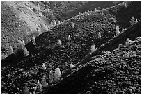 Hills and trees, Merced River Canyon. California, USA ( black and white)